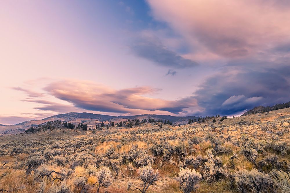 Mountain big sagebrush at sunrise-Lamar Valley-Yellowstone National Park-Wyoming